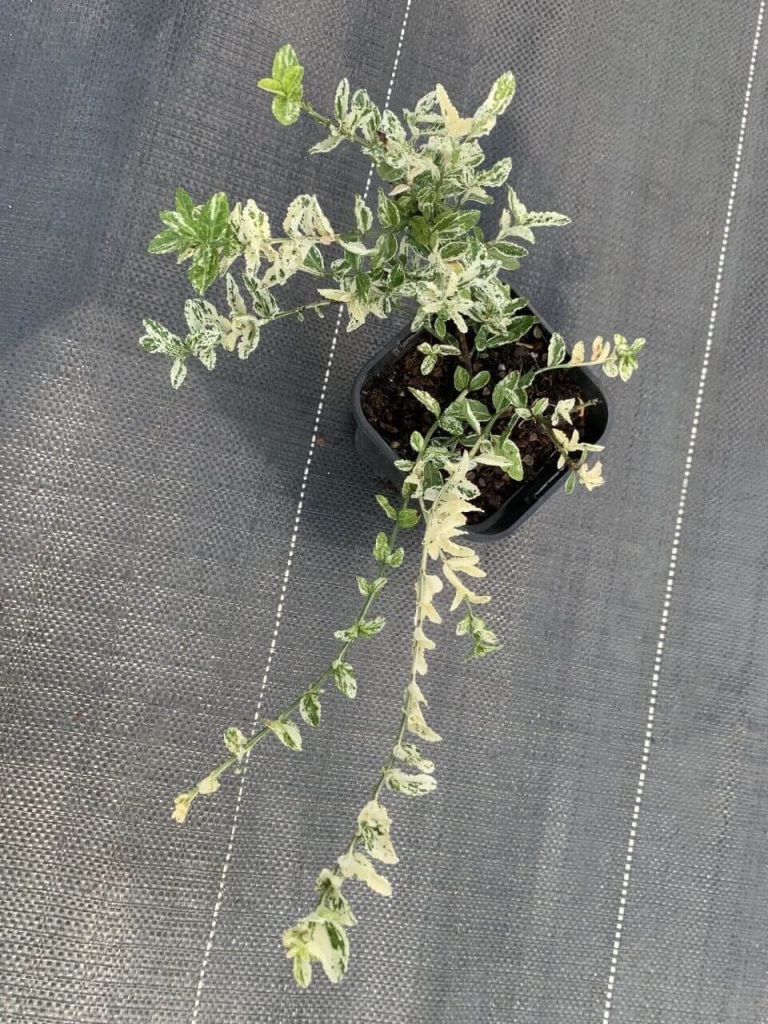 Бересклет Форчуна 'Арлекин' – Euonymus fort. 'Harlequin'