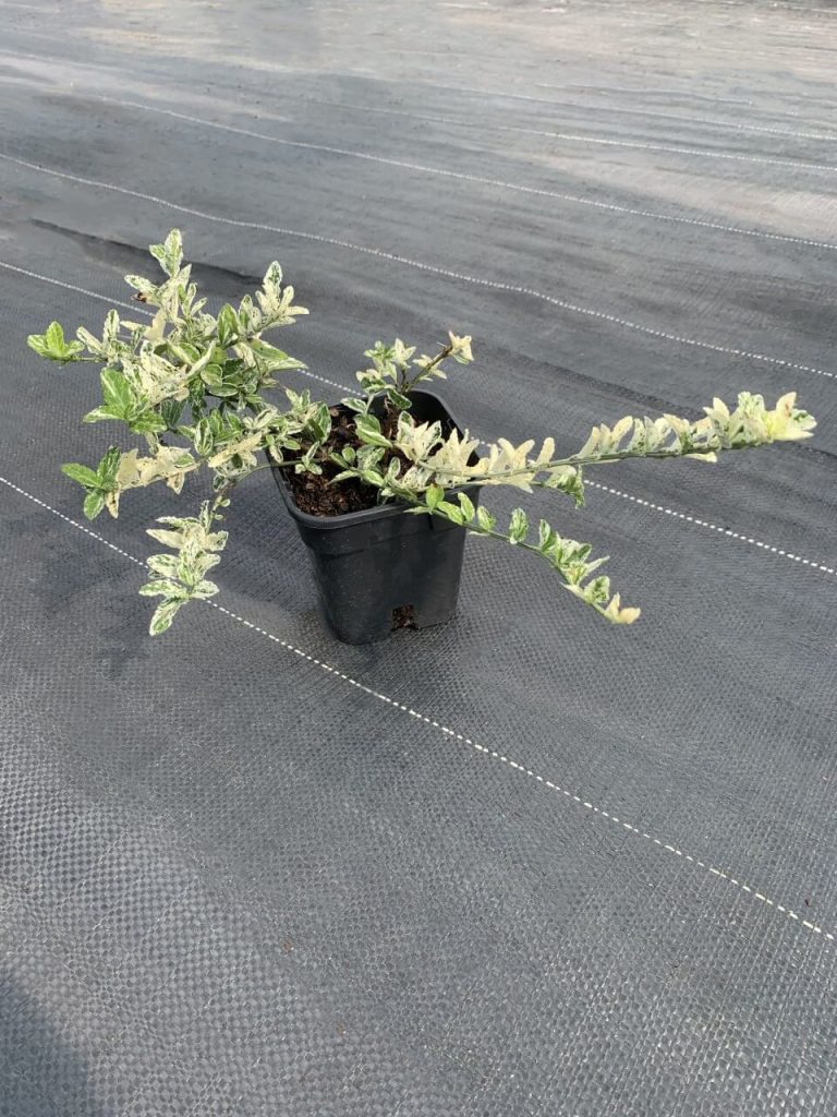 Бересклет Форчуна 'Арлекин' – Euonymus fort. 'Harlequin'