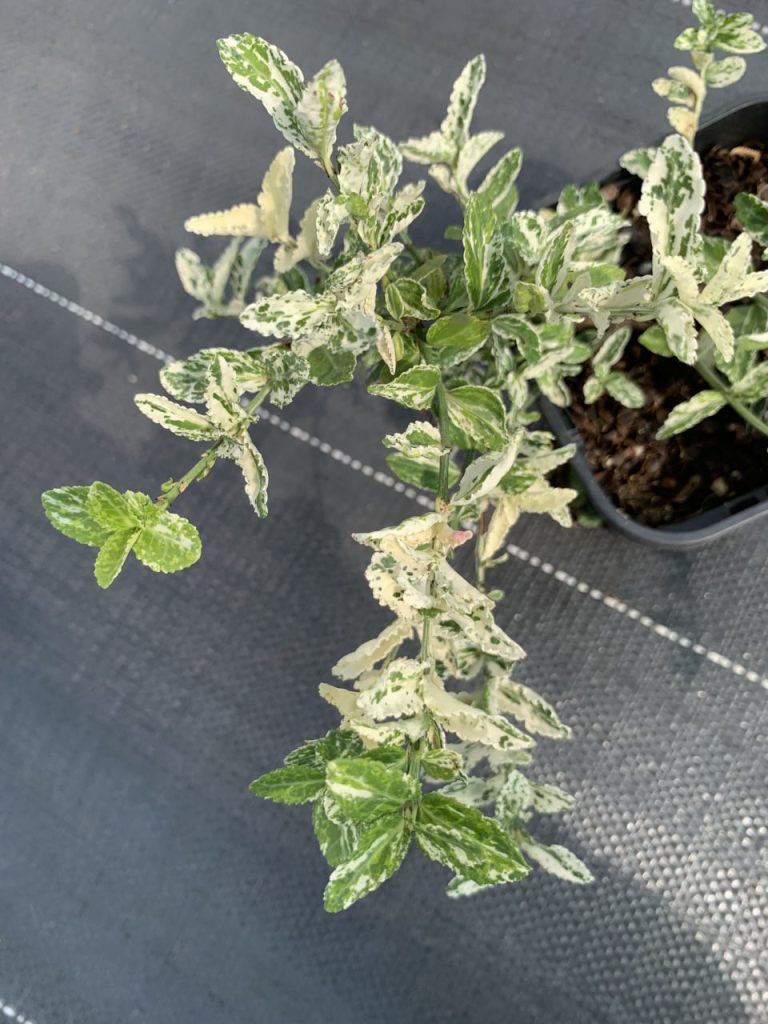 Бересклет Форчуна 'Арлекин' – Euonymus fort. 'Harlequin'