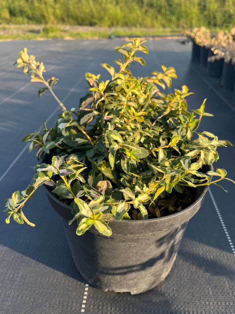 Бересклет Форчуна 'Блонди' – Euonymus fort. 'Blondy'®