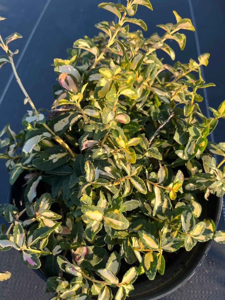 Бересклет Форчуна 'Блонди' – Euonymus fort. 'Blondy'®