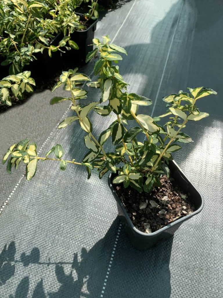 Бересклет Форчуна 'Блонди' – Euonymus fort. 'Blondy'®