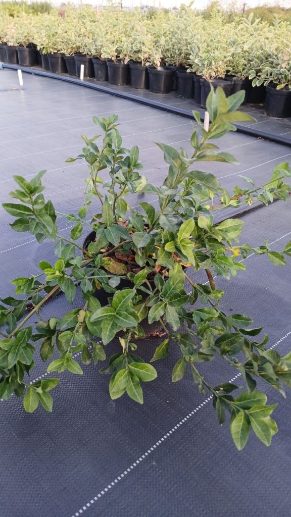 Бересклет Форчуна 'Дартс Бланкет' – Euonymus fortunei 'Dart’s Blanket'