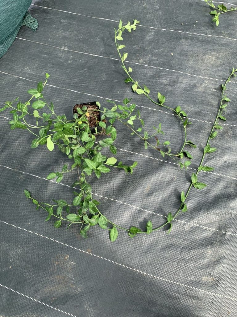 Бересклет Форчуна 'Дартс Бланкет' – Euonymus fortunei 'Dart’s Blanket'