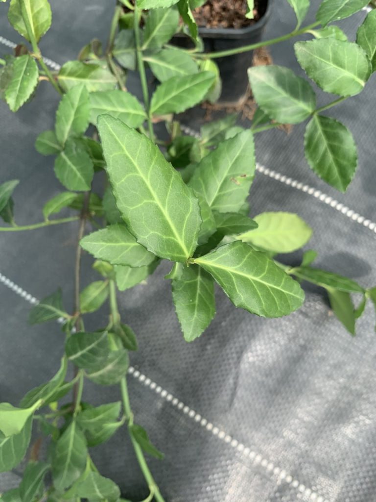 Бересклет Форчуна 'Дартс Бланкет' – Euonymus fortunei 'Dart’s Blanket'