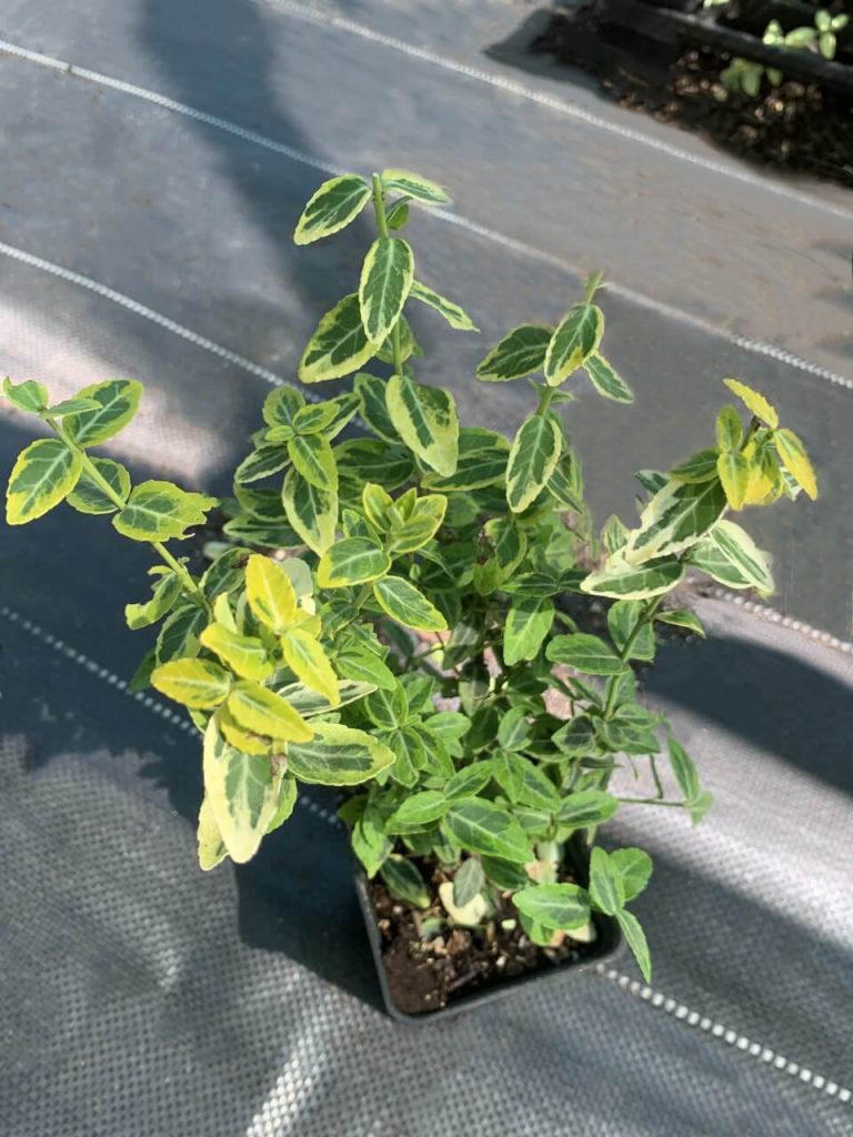 Бересклет Форчуна 'Эмеральд энд Голд' – Euonymus fort. 'Emerald 'n' Gold'