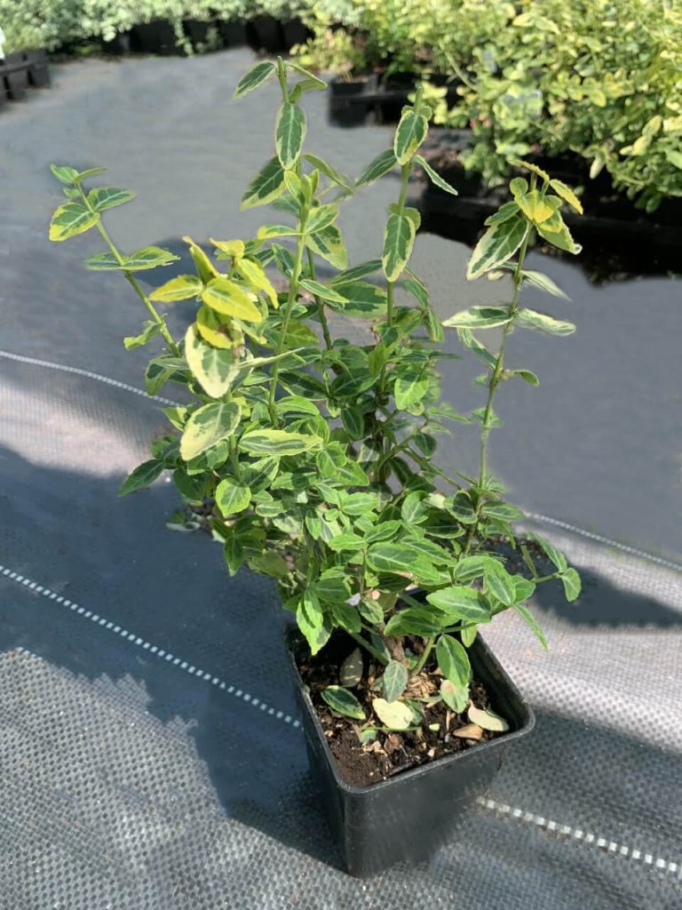 Бересклет Форчуна 'Эмеральд энд Голд' – Euonymus fort. 'Emerald 'n' Gold'
