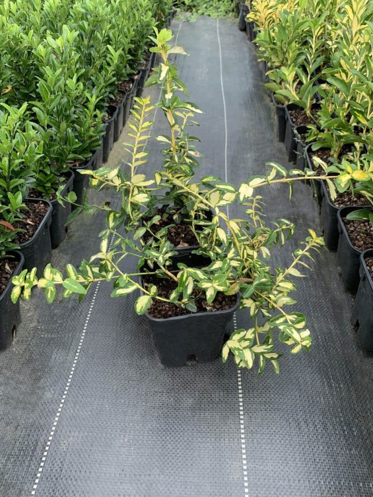Бересклет Форчуна 'Интерболви' – Euonymus fortunei 'Interbolwi'