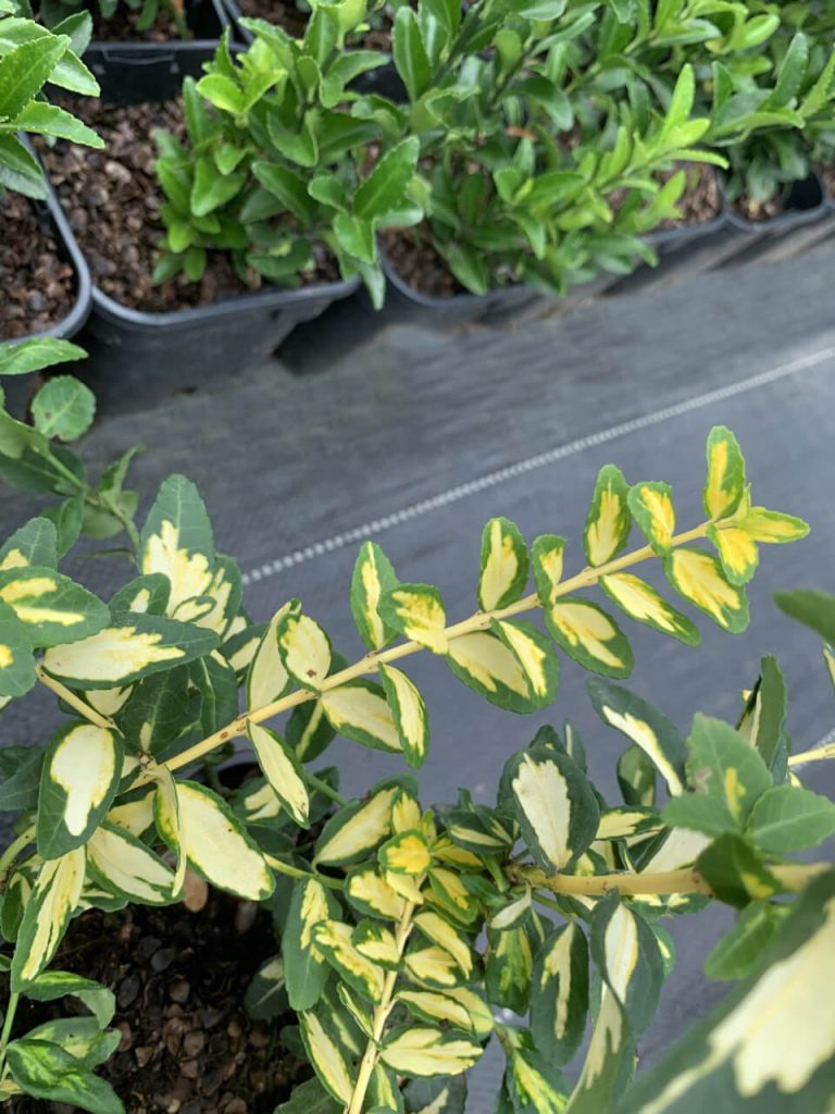 Бересклет Форчуна 'Интерболви' – Euonymus fortunei 'Interbolwi'