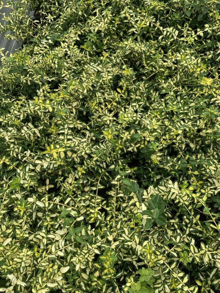 Бересклет Форчуна 'Интерболви' – Euonymus fortunei 'Interbolwi'