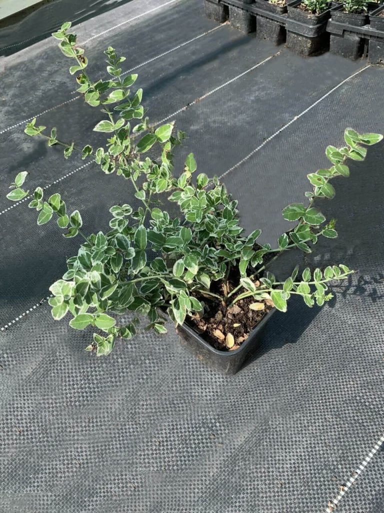 Бересклет Форчуна 'Сильвер Квин' – Euonymus fort. 'Silver Queen'