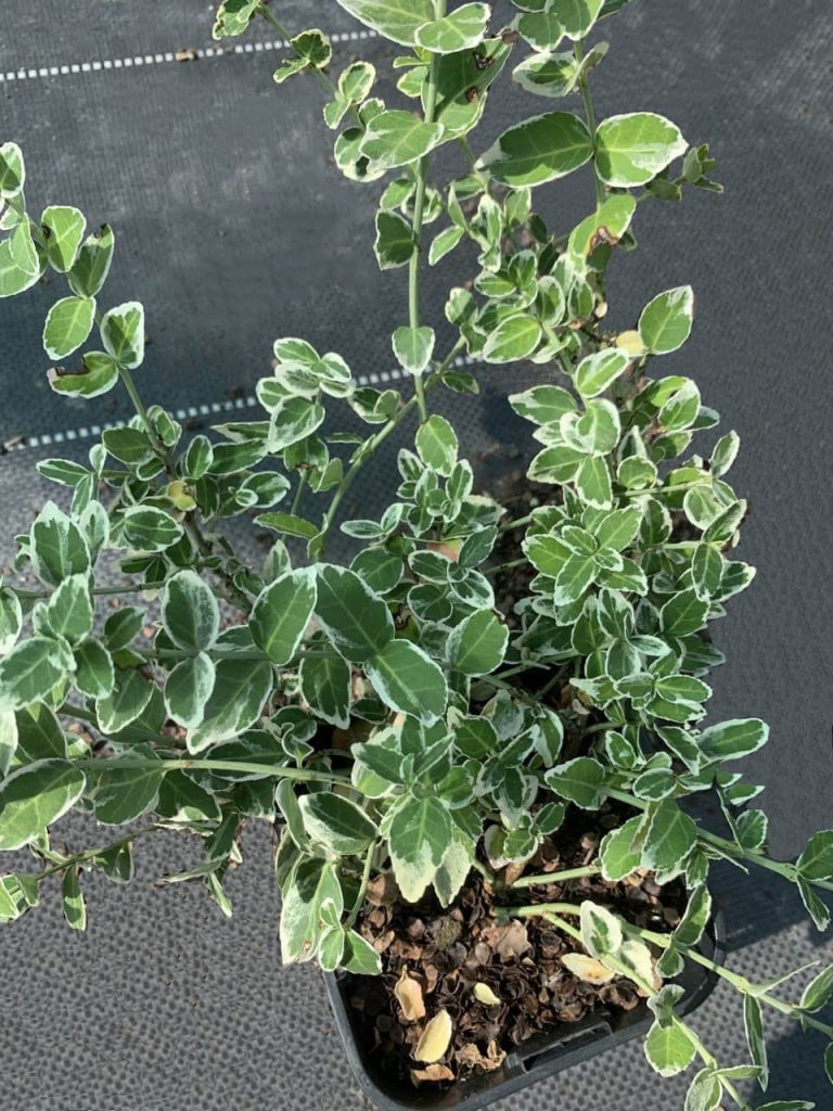 Бересклет Форчуна 'Сильвер Квин' – Euonymus fort. 'Silver Queen'
