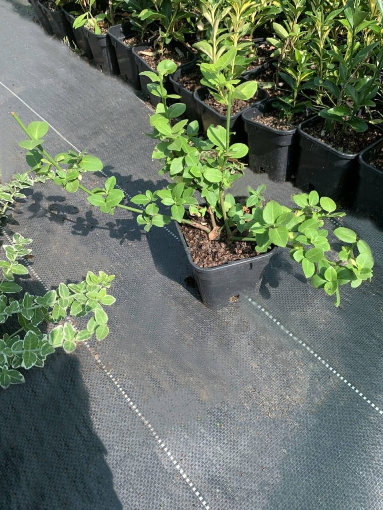 Бересклет Форчуна 'Вегетус' – Euonymus fort. 'Vegetus'