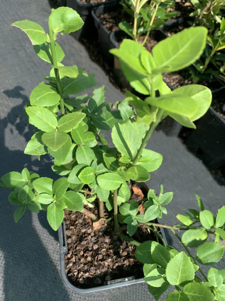Бересклет Форчуна 'Вегетус' – Euonymus fort. 'Vegetus'