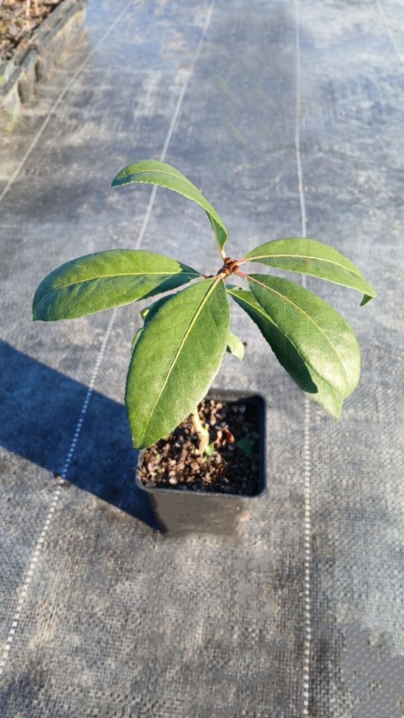 Бересклет крылатый 'Компактус' – Euonymus 'Compactus'