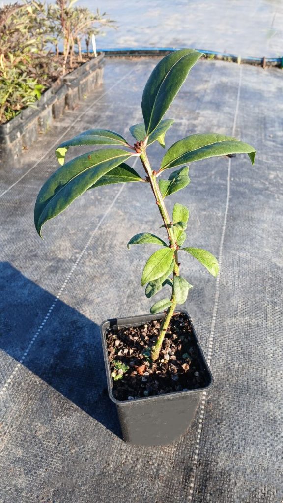 Бересклет крылатый 'Компактус' – Euonymus 'Compactus'
