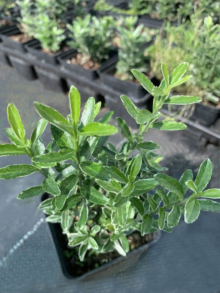 Бересклет японский 'Альбовариегатус' – Euonymus jap. 'Micr. Albovariegatus'