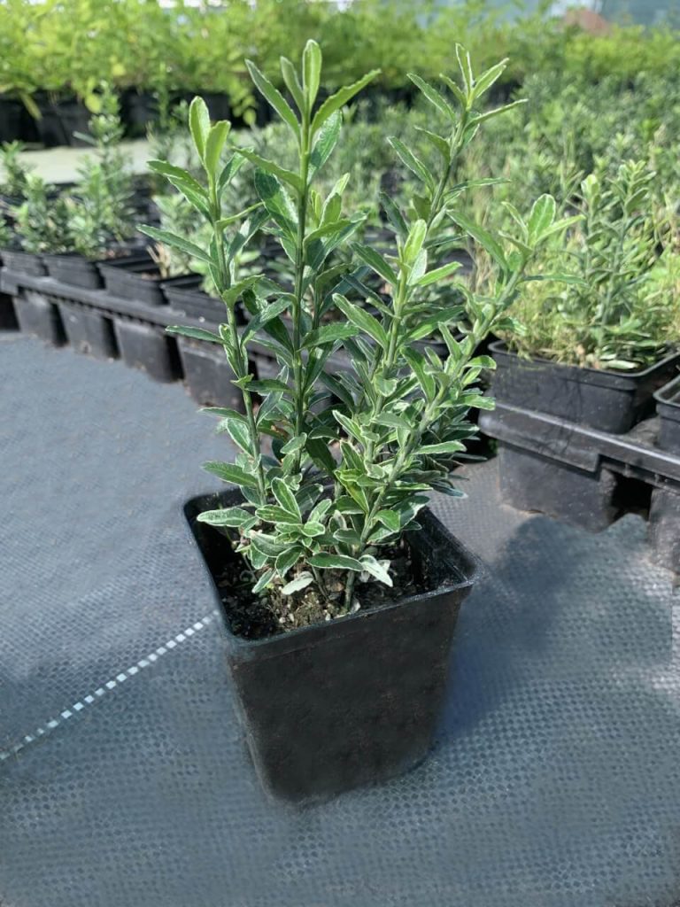 Бересклет японский 'Альбовариегатус' – Euonymus jap. 'Micr. Albovariegatus'