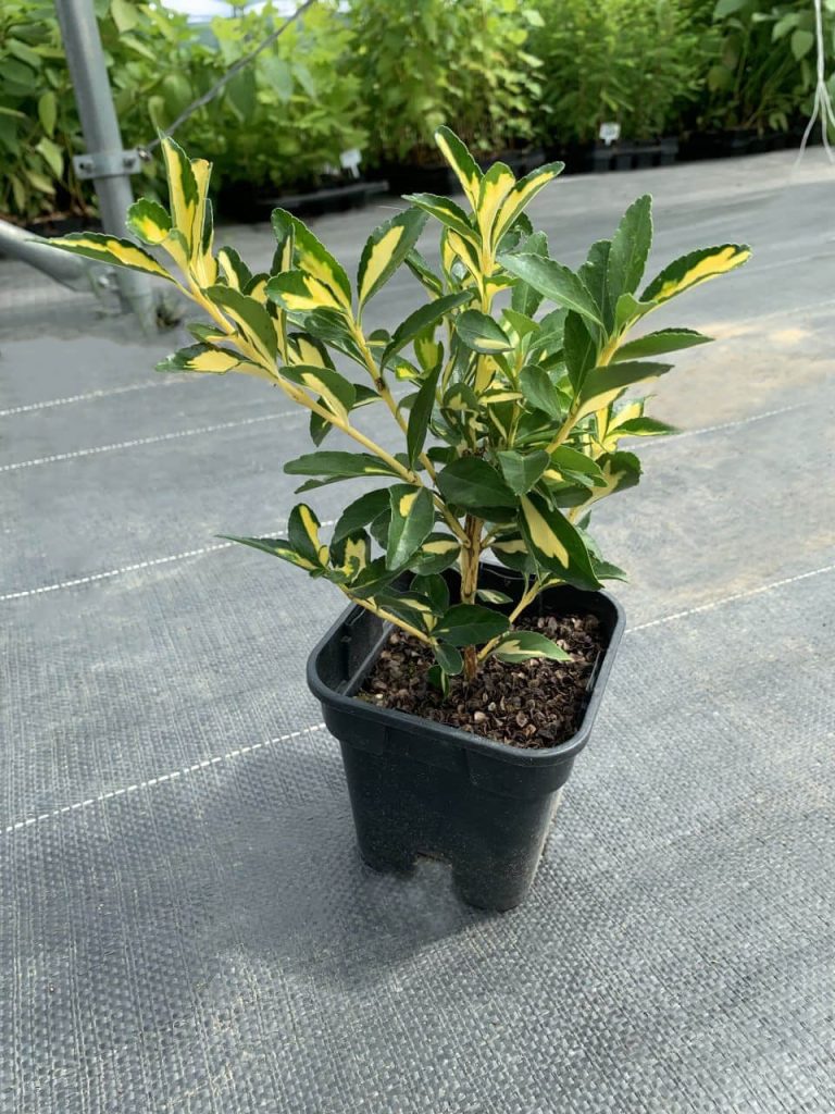 Бересклет японский 'Ауреус' ('Луна') – Euonymus jap. 'Aureus' ('Luna')