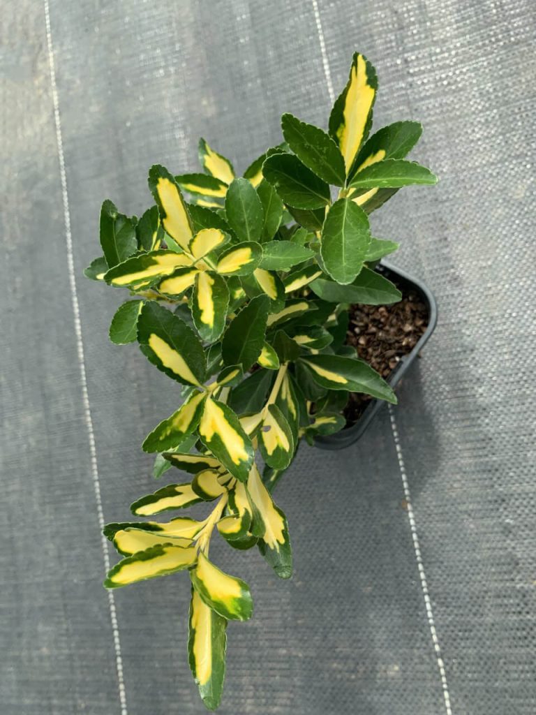 Бересклет японский 'Ауреус' ('Луна') – Euonymus jap. 'Aureus' ('Luna')