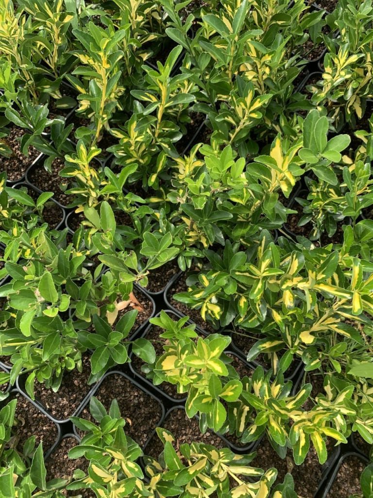 Бересклет японский 'Ауреус' ('Луна') – Euonymus jap. 'Aureus' ('Luna')