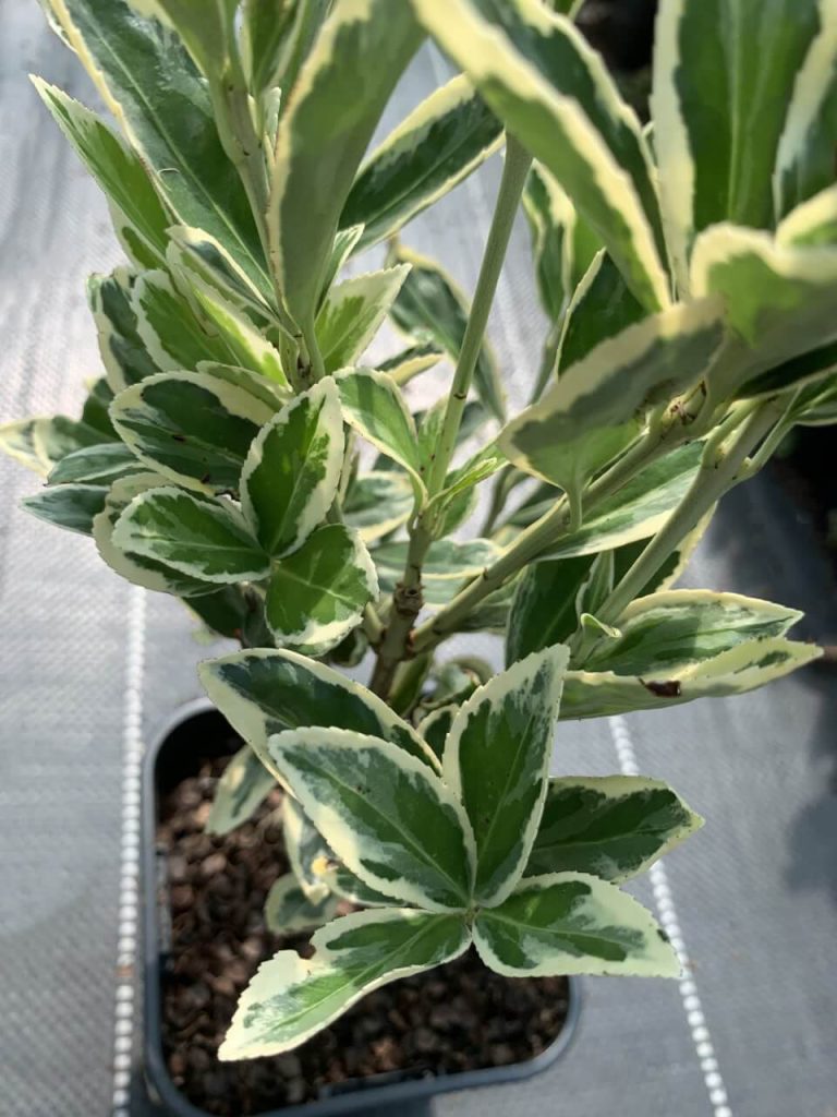 Бересклет японский 'Браво' – Euonymus jap. 'Bravo'