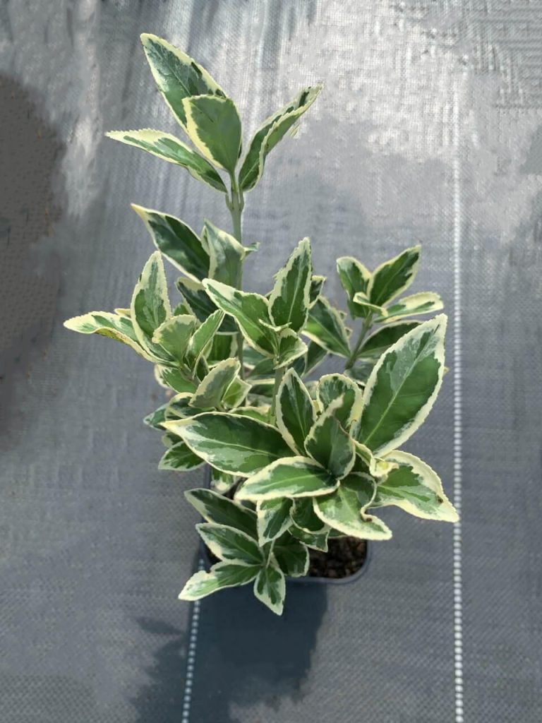 Бересклет японский 'Браво' – Euonymus jap. 'Bravo'