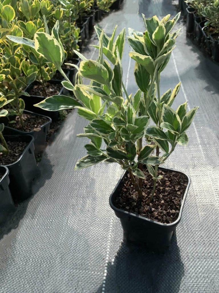 Бересклет японский 'Браво' – Euonymus jap. 'Bravo'