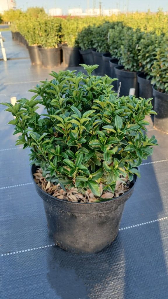 Бересклет японский 'Грин Рокет' – Euonymus jap. 'Green Rocket'