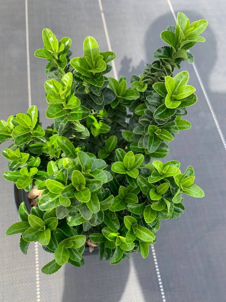Бересклет японский 'Грин Рокет' – Euonymus jap. 'Green Rocket'