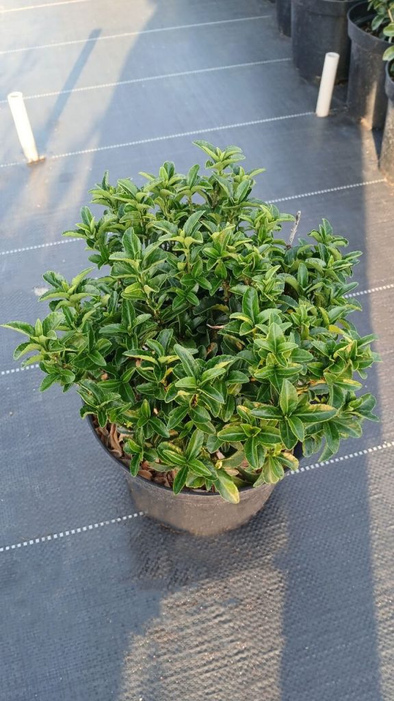 Бересклет японский 'Грин Рокет' – Euonymus jap. 'Green Rocket'