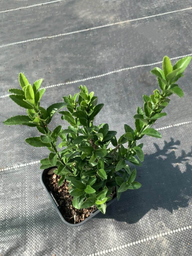 Бересклет японский 'Грин Спайр' – Euonymus jap. 'Green Spire'