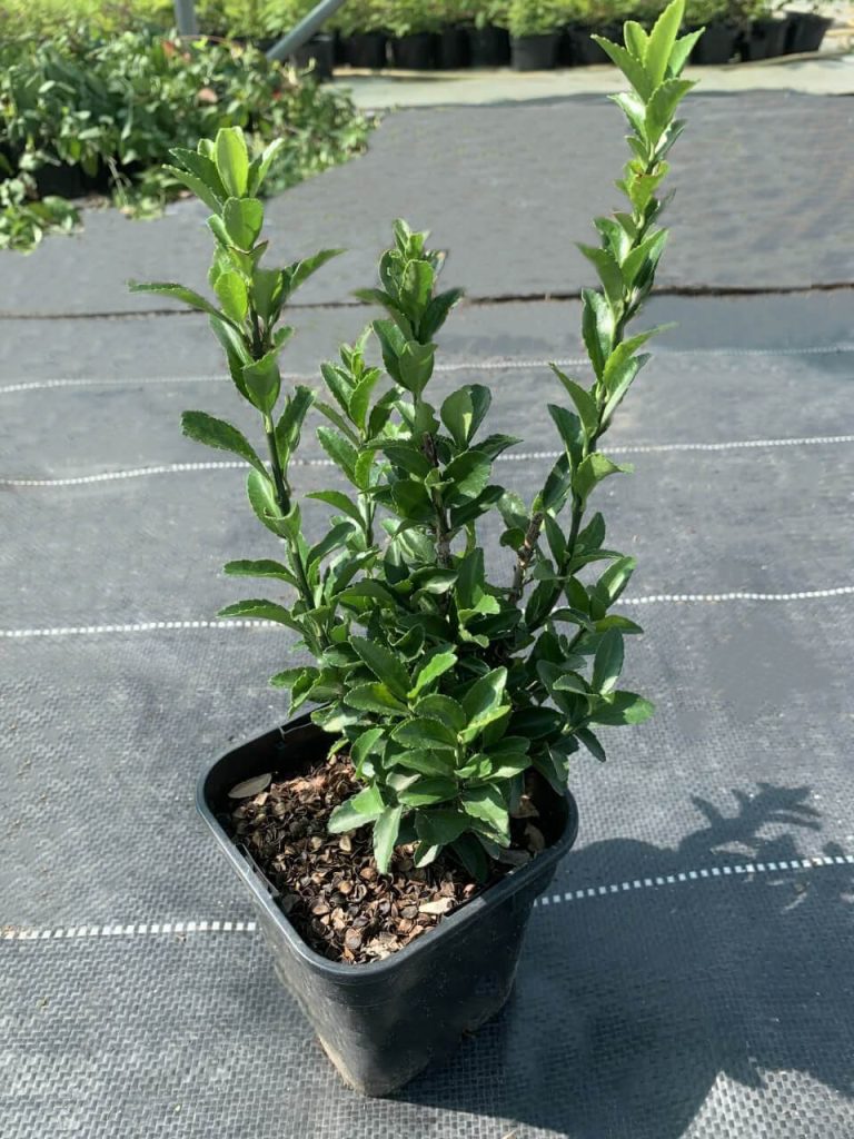 Бересклет японский 'Грин Спайр' – Euonymus jap. 'Green Spire'