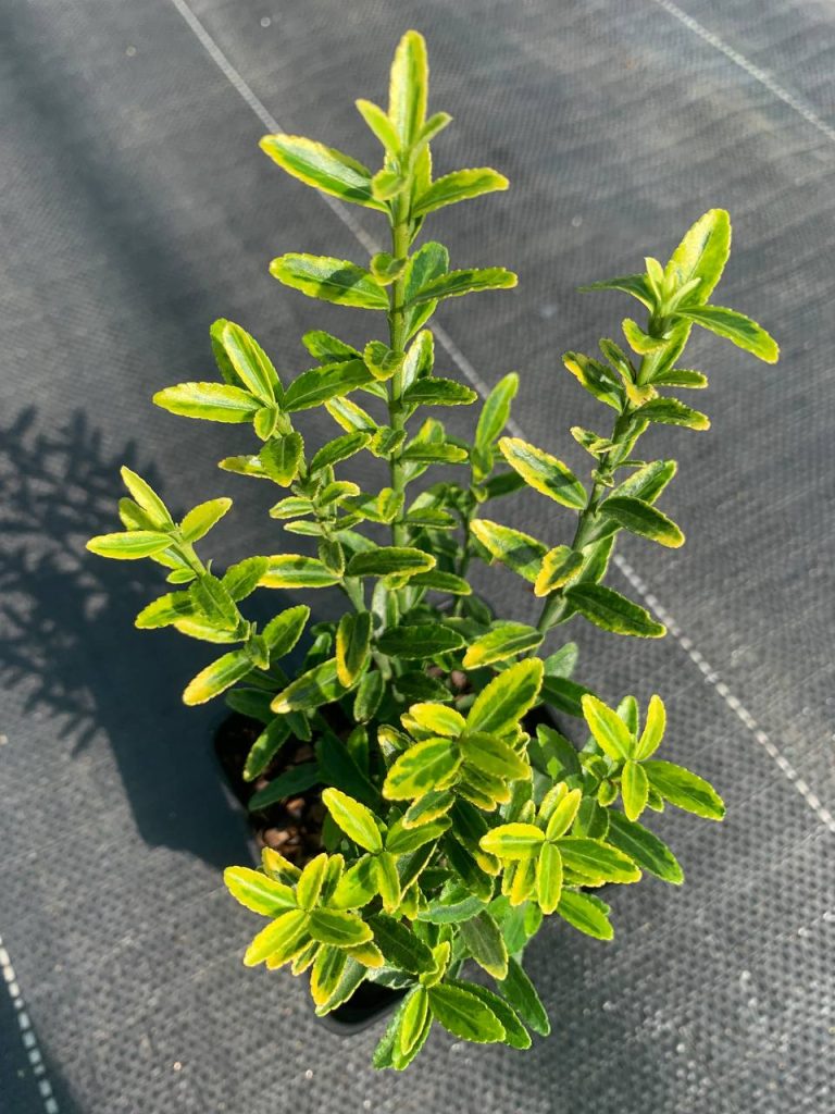 Бересклет японский 'Микрофиллус' – Euonymus jap. 'Microphyllus'