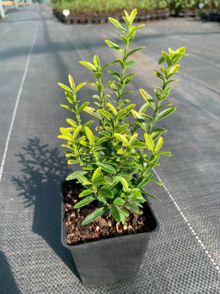Бересклет японский 'Микрофиллус' – Euonymus jap. 'Microphyllus'