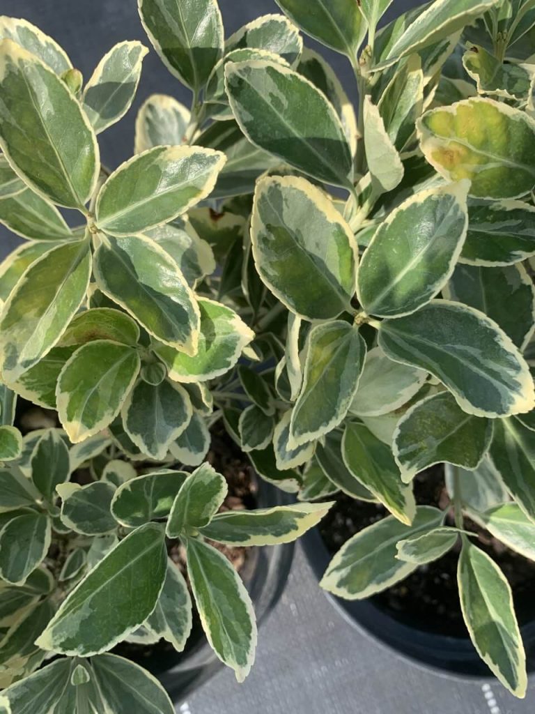 Бересклет японский 'Президент Готье' - Euonymus jap. 'Président Gauthier'