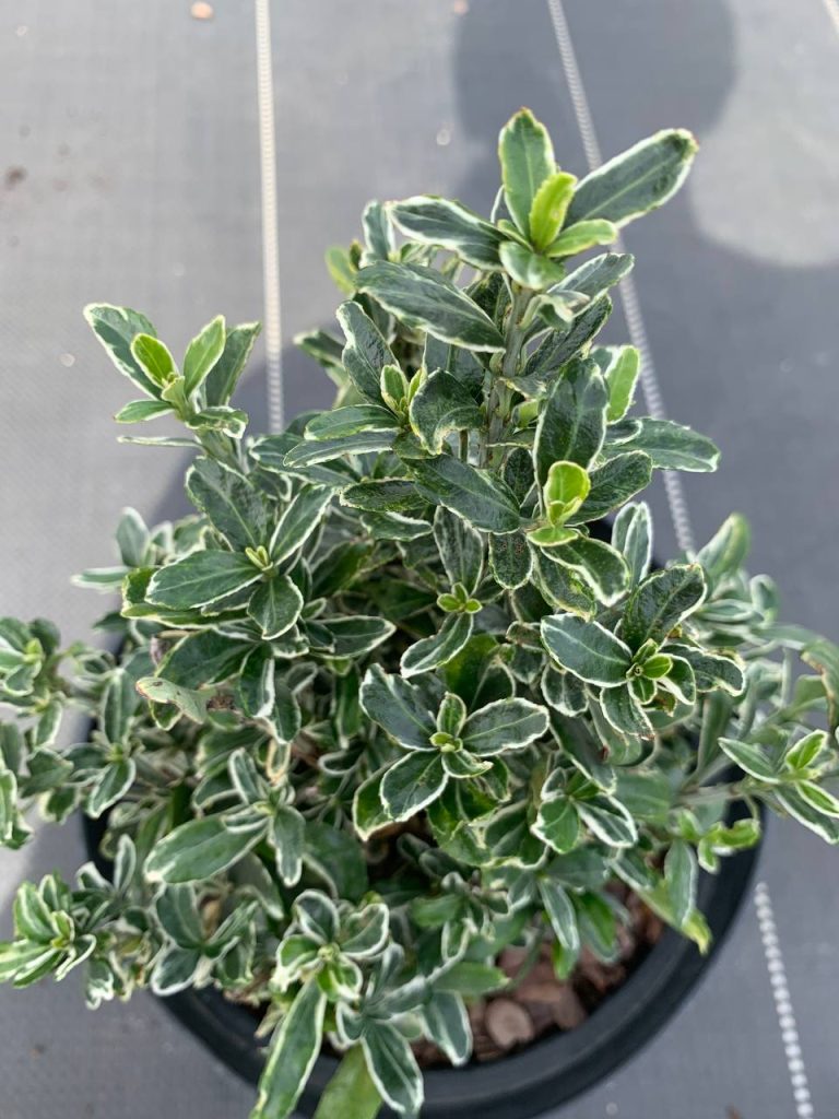Бересклет японский 'Сьюзан' – Euonymus jap. 'Susan'