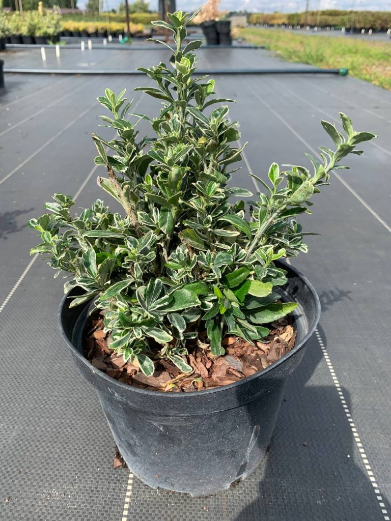 Бересклет японский 'Сьюзан' – Euonymus jap. 'Susan'