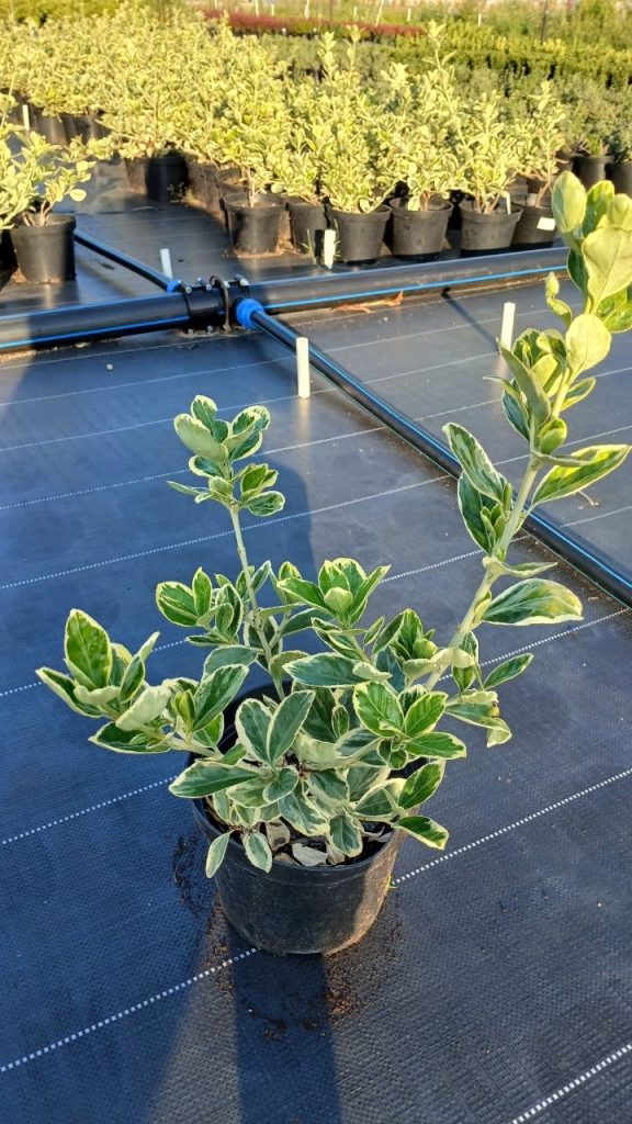 Бересклет японский 'Сьюзан' – Euonymus jap. 'Susan'