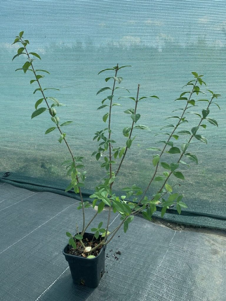 Бирючина 'Атровиренс' – Ligustrum 'Atrovirens'