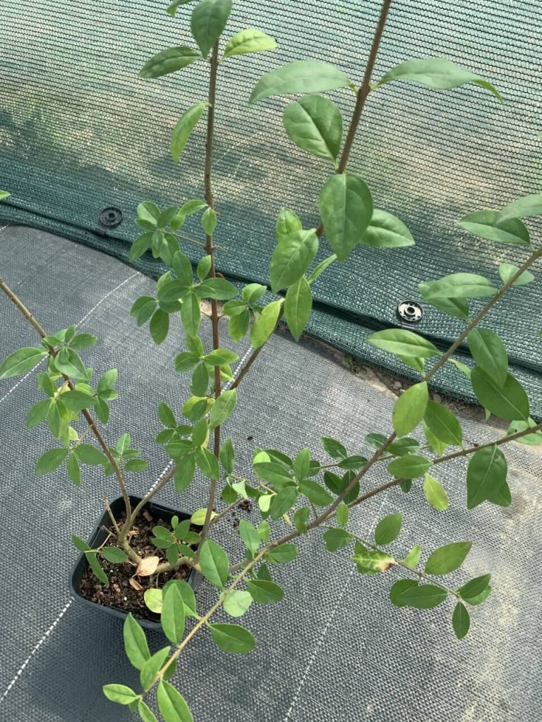 Бирючина 'Атровиренс' – Ligustrum 'Atrovirens'