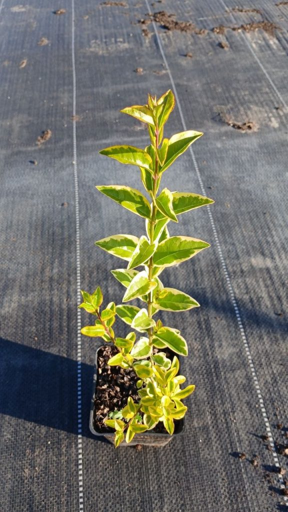 Бирючина овальнолистная 'Ауреум' – Ligustrum oval. 'Aureum'