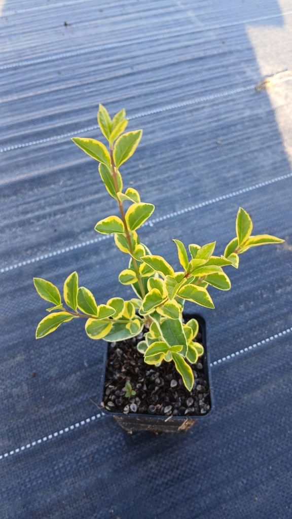 Бирючина овальнолистная 'Ауреум' – Ligustrum oval. 'Aureum'