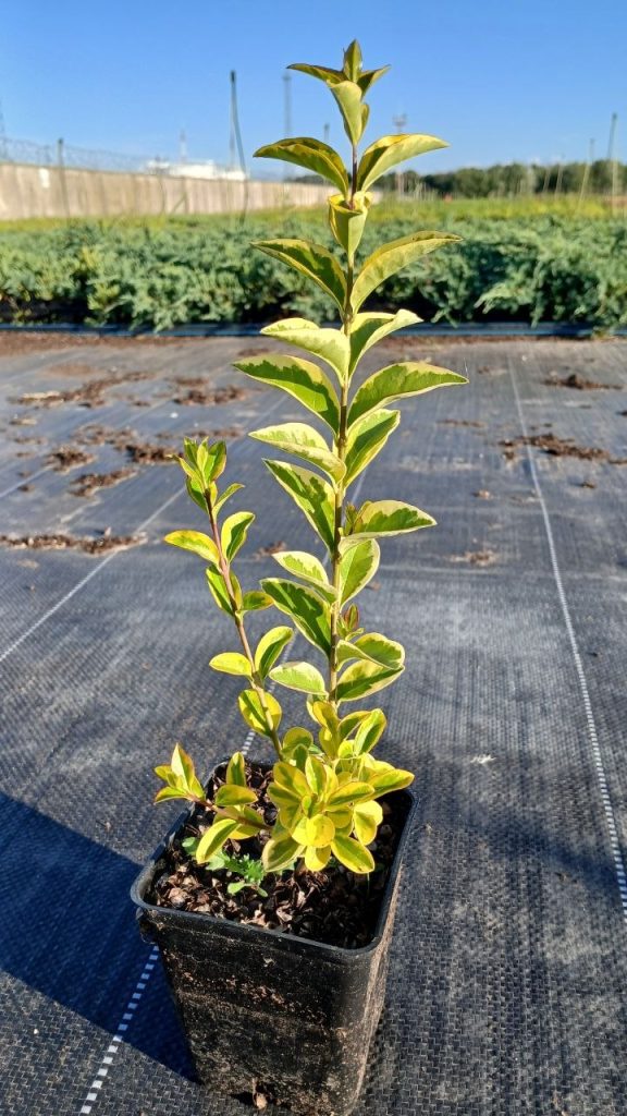 Бирючина овальнолистная 'Ауреум' – Ligustrum oval. 'Aureum'