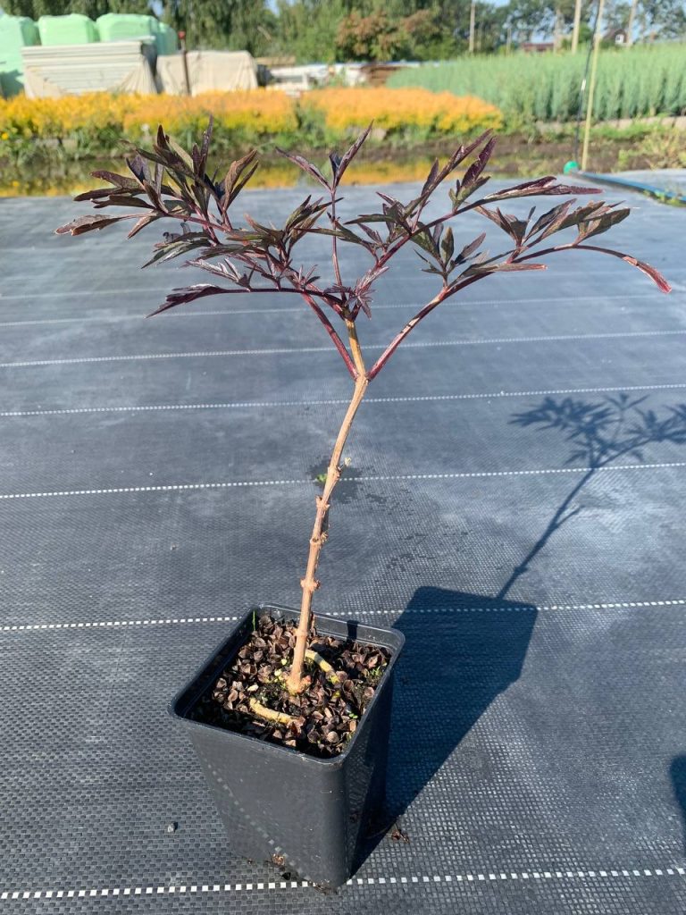 Бузина чёрная 'Блэк Лейс' – Sambucus nigra 'Black Lace'