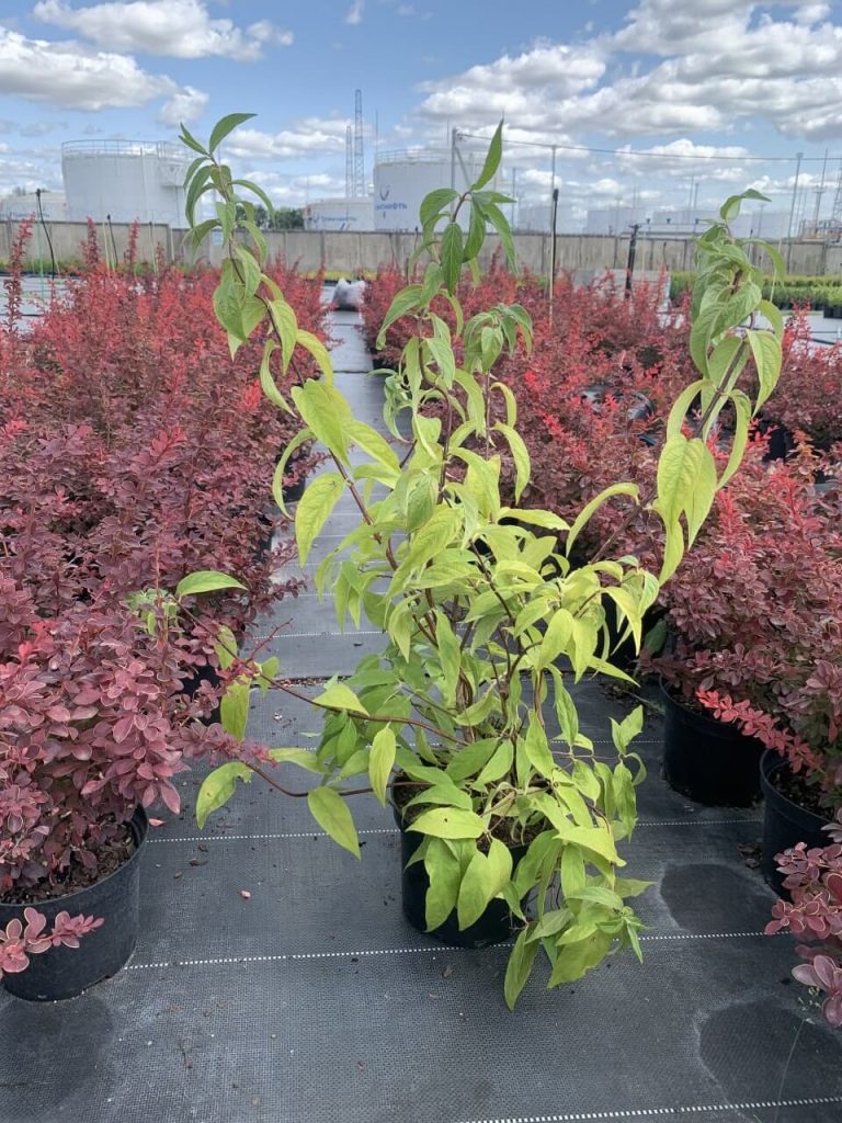 Дейция гибридная 'Пинк Пом Пом' – Deutzia hybrida 'Pink Pom Pom'