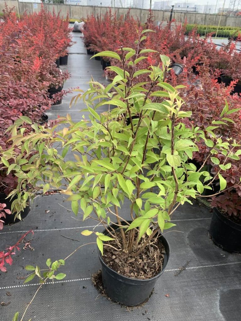 Дейция пурпурная 'Кальмиифлора' – Deutzia purp. 'Kalmiiflora'