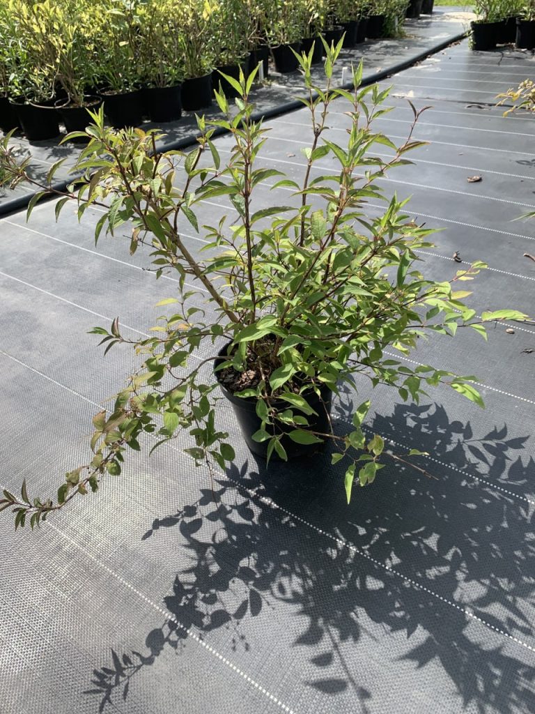 Дейция 'Розея Плена' – Deutzia 'Rosea Plena'