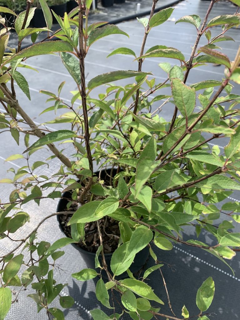 Дейция 'Розея Плена' – Deutzia 'Rosea Plena'