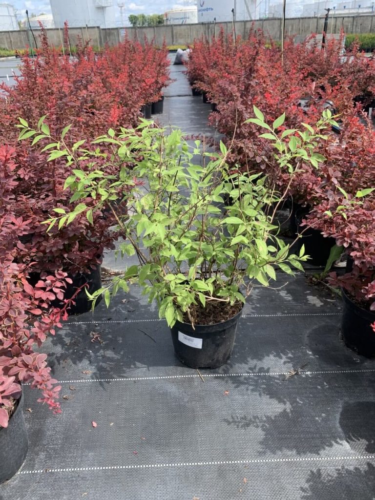 Дейция розовая 'Карминеа' – Deutzia rosea 'Carminea'